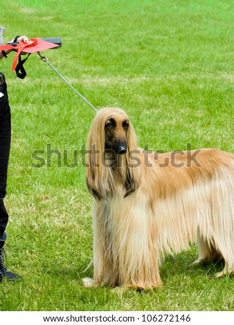 Afghan hound stands proud at dog show ground after wining first prize.