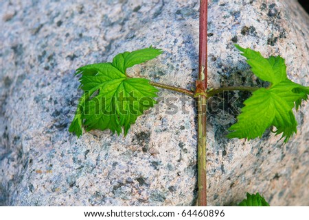 There are green plants on rock wall