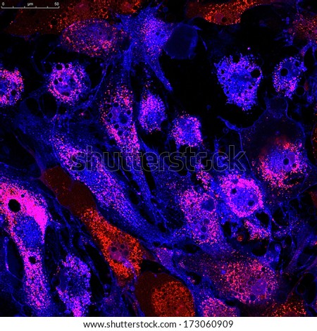 Mesenchymal stem cells labeled with fluorescence molecules