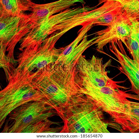 Skin cells stained with fluorescent dyes