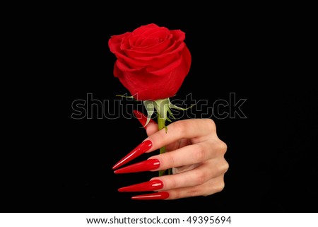 Red rose in a hand, a female hand, female manicure,