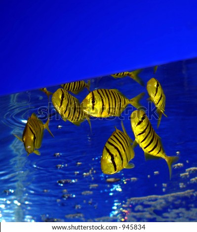 Yellow zebra fish