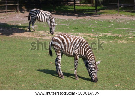 Zebras in zoo. Animal in Silesian Zoological Garden in Chorzow, Poland.