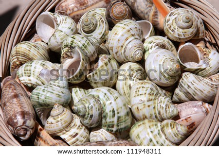 Seaside vacation souvenirs - sea snail shells in Croatia