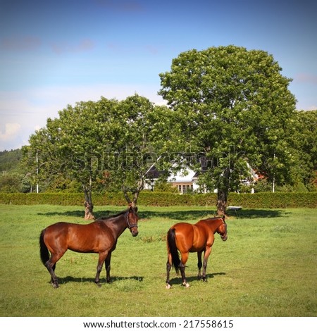 Horses on a farm in Norway. Square composition.