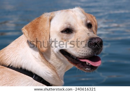 Happy panting labrador retriever dog outdoors, in the seaside. She is wearing a harness. Visibly moist nose.