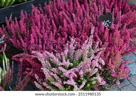 Pink heather plant Plant