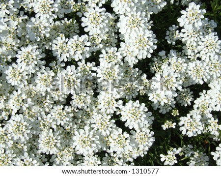 Many white small flowers - nice background wallpaper. Gardening.