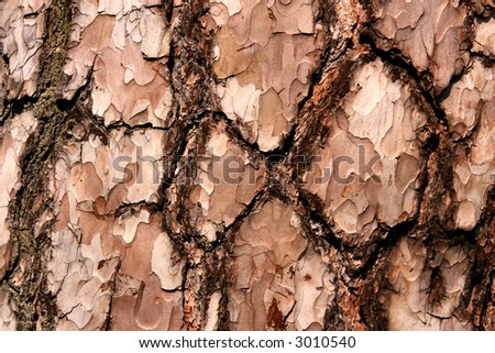 Pine tree bark surface - abstract natural background.