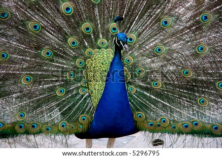 Beautiful colorful bird - peacock showing its tail.