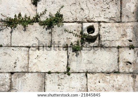 Old limestone wall background. Weeds growing on old building.