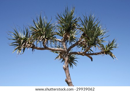Cabbage-tree Palm (Livistona australis) - Arecaceae family of plants. Queensland, Australia.