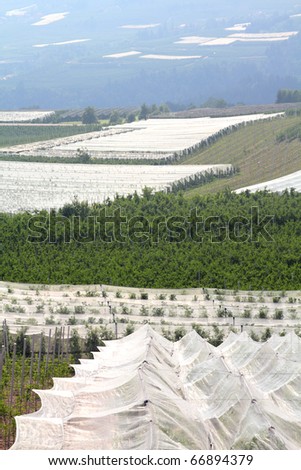 Apple orchards with protection cover nets at farms in Val di Sole (Val Vermiglio) - valley in province of Trento, Italy. Trentino region.