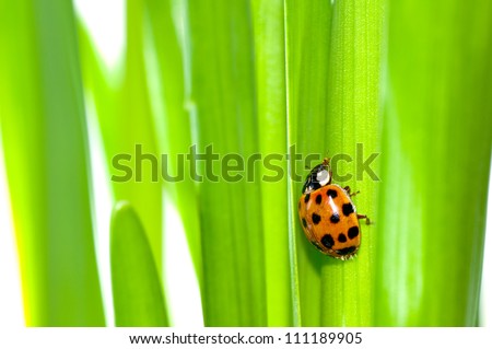 A little lady beetle. It is crawling about the green leaves of Lent lily.