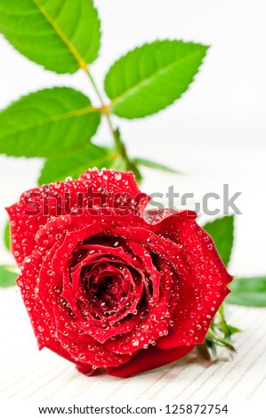 Red rose covered with water droplets on white background
