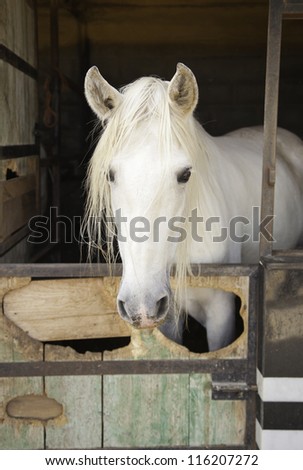 Horse head, wild animal in captivity, freedom