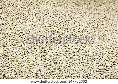 Dry wheat grain, harvested grain detail, lots of grains of wheat, raw food and healthy diet