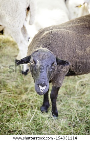 Spanish Sheep Farm, detail of animal production, animal mammal, life and nature