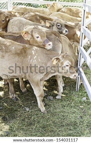 Young calves on a farm, animals mammals of little old meat and milk production, livestock