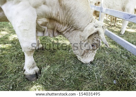 Ox adult, larger animal detail and big, meat production, stallion for cows