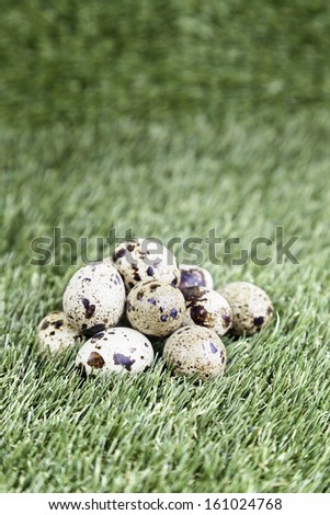 Quail eggs in the grass, detail bird eggs, breeding and animal breeding, food