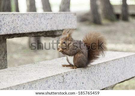 Wild squirrel eating nuts, detail of a wild animal in the forest, feeding on nuts