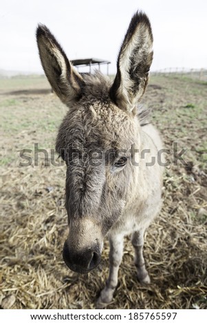 Donkey on a farm, detail of a mammal in captivity on a farm, domestic animals