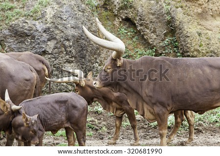 Watusi wild, animals in the wild mammals, bighorn
