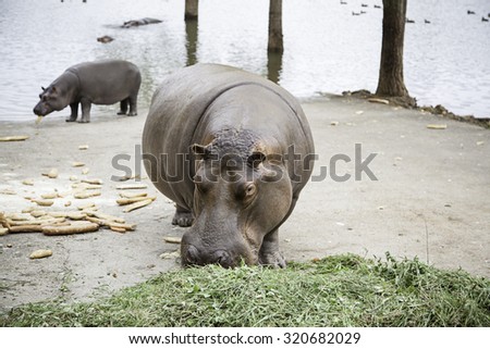 Pygmy hippos, and detail of large wild animals