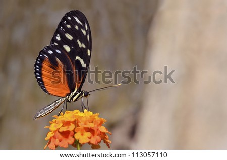 Macro of  Tiger Longwing (Heliconius hecale) butterfly feeding on flower (Lantana camara)