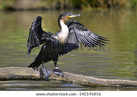 Great Cormorant (Phalacrocorax lucinus) above water on trunk tree with opened the wings