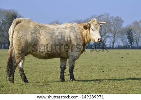 Profile cow (Bos) standing in field in Mayenne department, Pays de la Loire region, in France