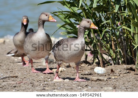 Group of greylag geese (Anser anser domesticus) walking in single file