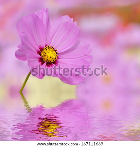 Closeup of pink cosmos bipinnatus flower above the water with reflection, digital effect