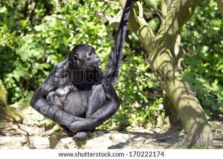 Black headed spider monkey  Ateles fusciceps  sitting on ground front view