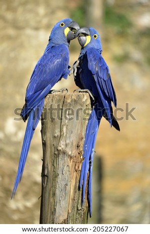 Two Hyacinth macaws (Anodorhynchus hyacinthinus) on a perch and kissing