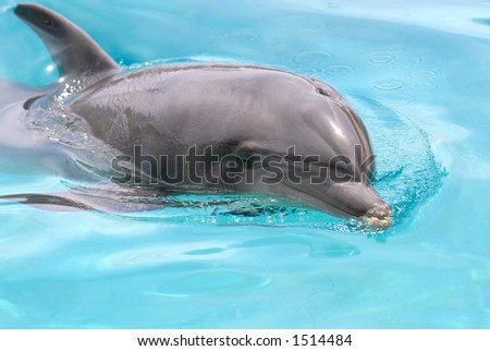 swimming dolphin