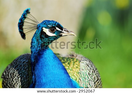 peacock head of profile
