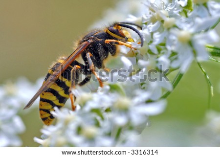 Wasp on white flower