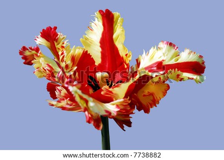 isolated parrot tulip