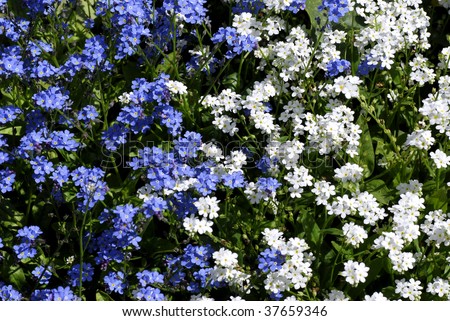 Background of blue and white forget-me-not (Myosotis sylvatica)