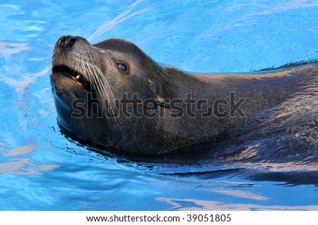 Closeup of California Sea Lion (Zalophus californianus) swimming in blue water