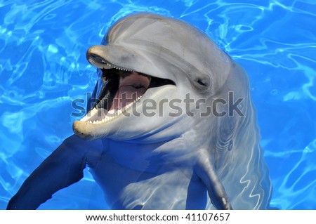 Front head of  bottlenose dolphin (Tursiops truncatus) with an open mouth in the blue water
