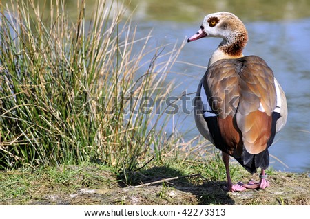 Closeup of Egyptian Goose (Alopochen aegyptiacus) seen from behind on the bank of pond