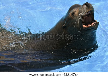 Portrait California sea lion (Zalophus california) swimming in blue water with the open mouth
