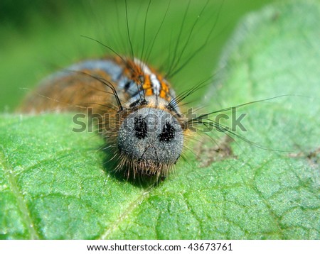 Macro hairy caterpillar (Malacosoma neustria) seen of face on leaf