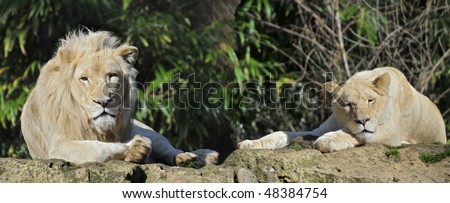 Panoramic of lion and lioness (Panthera leo) lying on rock