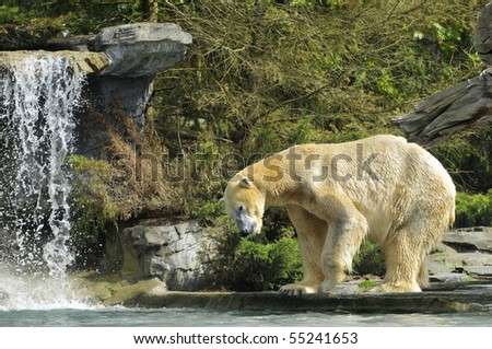Polar bear (Ursus maritimus) view of profile water side near a waterfall