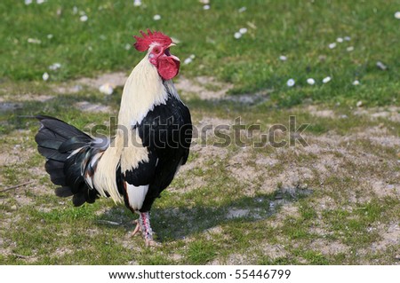 Black and white rooster (Gallus) crowing and view of profile