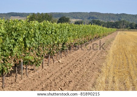 Vine in the Gaillac region in southern France. Midi-Pyrénées region, Tarn department